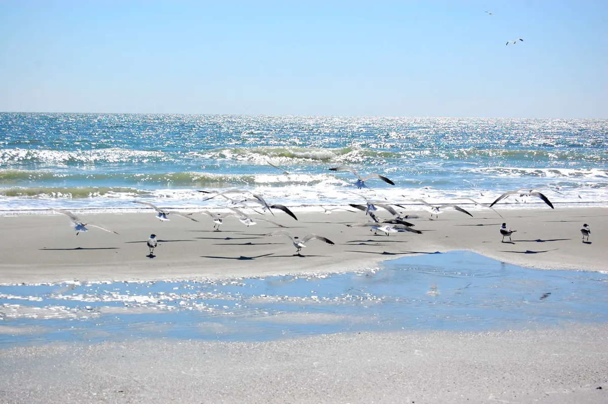 A tranquil stretch of beach is shown with gentle waves lapping at the reflective, wet sand, and seagulls in flight. The image radiates peacefulness, with a focus on natural beauty and the inviting shoreline—ideal for sandcastle building, beachcombing, and sunbathing, as described in the section.